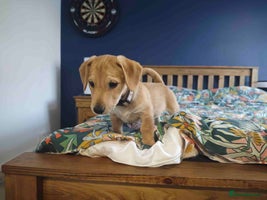 Mixed Breed dogs - Advert 5