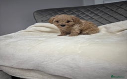 Maltipoo dogs for sale: F1 maltipoo puppies  - Image 7