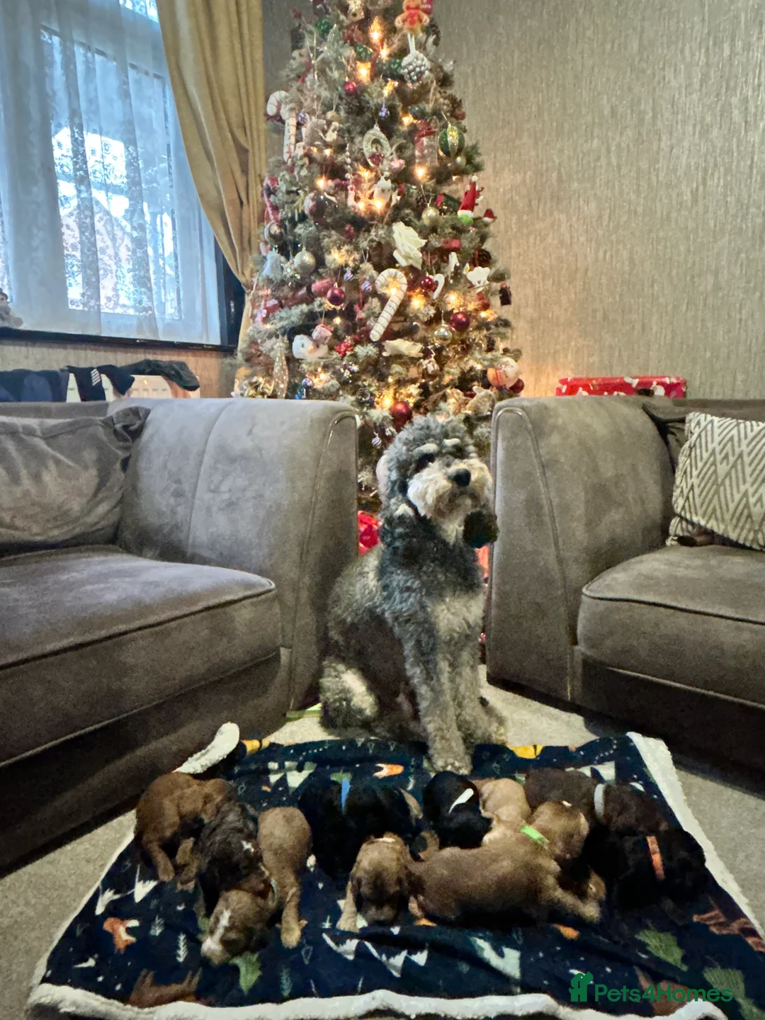 Cockapoo dogs for sale: Black and Tan Cockapoo boy - Advert 7