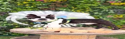 Boston Terrier dogs for stud: Handsome KC Registered Boston Terrier  - Advert 19