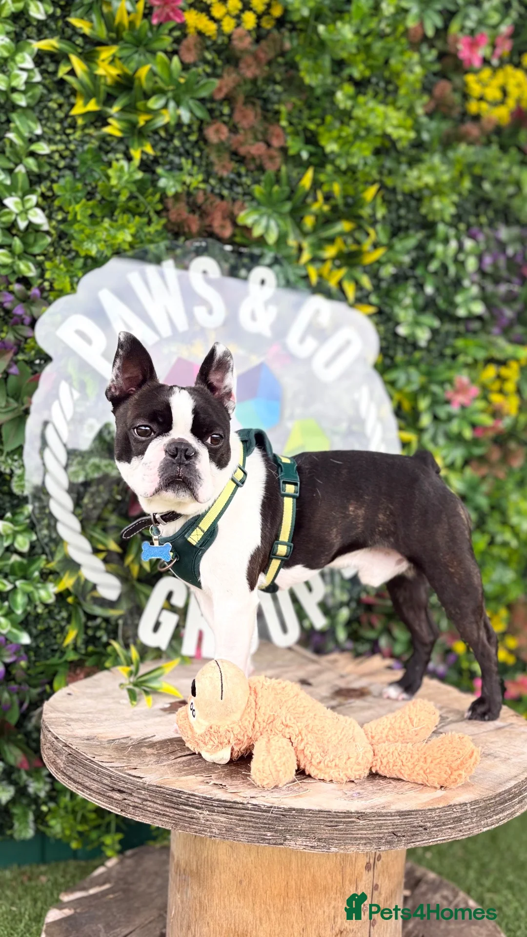 Boston Terrier dogs for stud: Handsome KC Registered Boston Terrier  - Advert 19