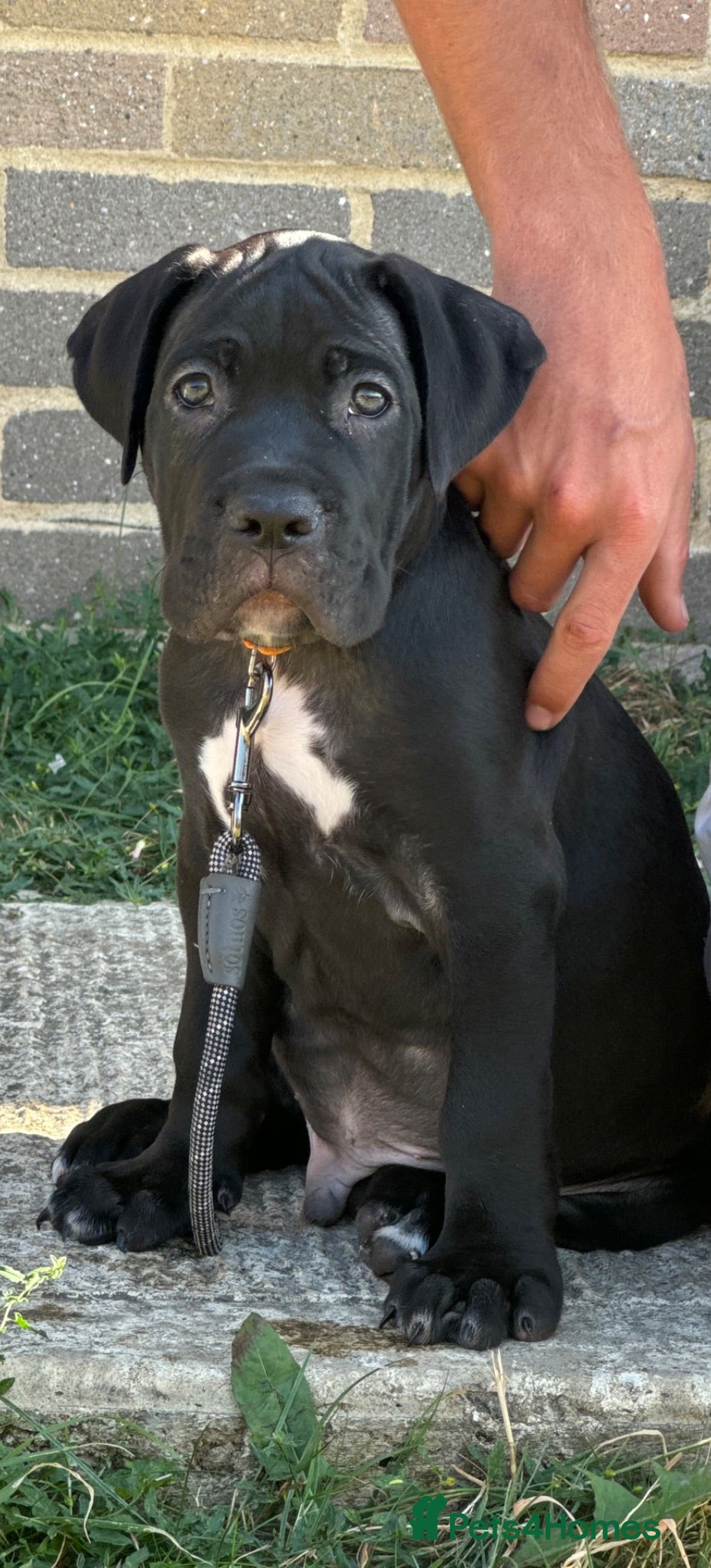 Cane Corso dogs 9 week old cane corso puppy’s  - Advert 9