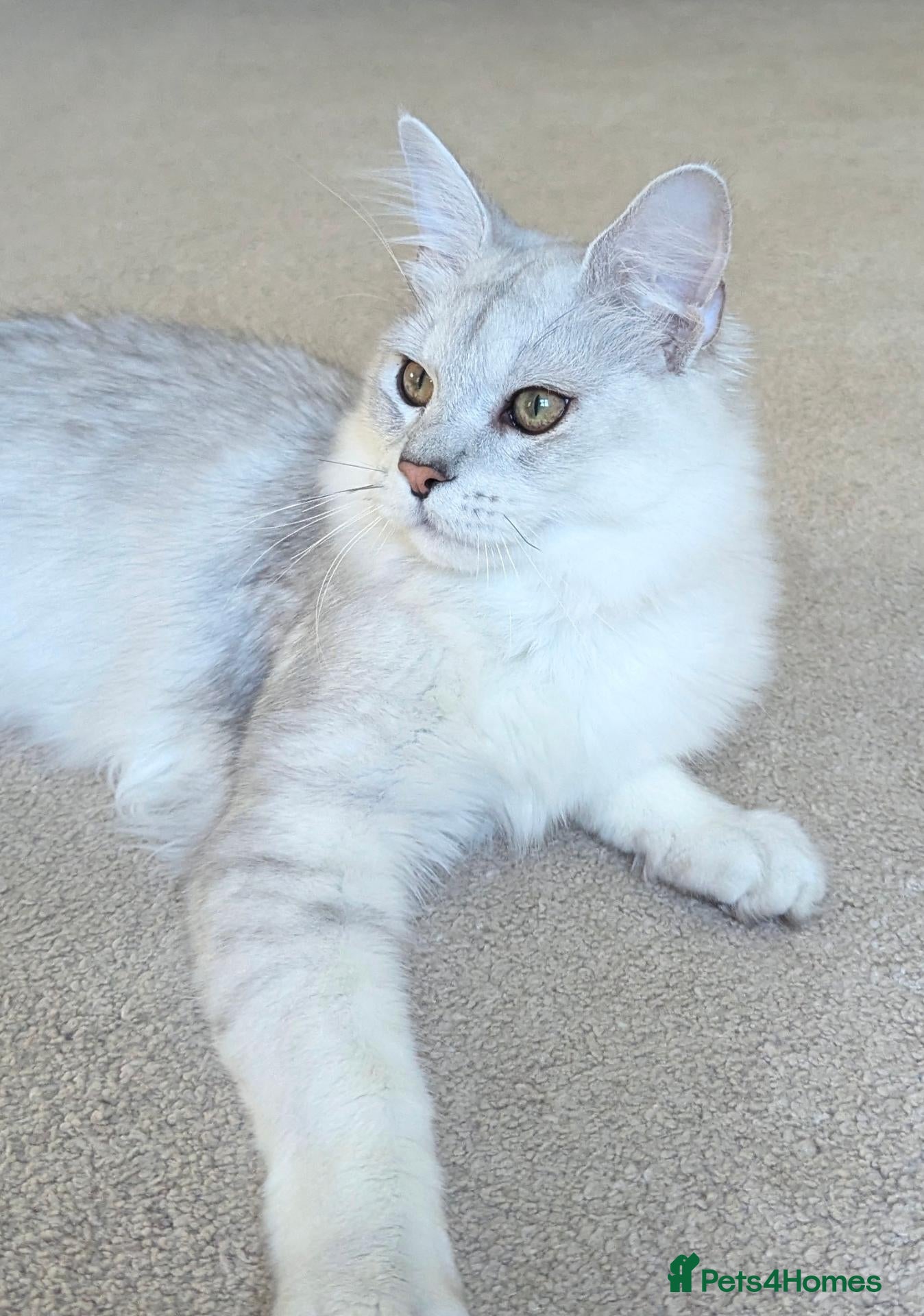 Maine Coon cats Tica Registered Shaded Kitten - Advert 2