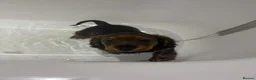 Miniature Dachshund dogs for sale: Beautiful miniature dachshund puppies✨ - Advert 3