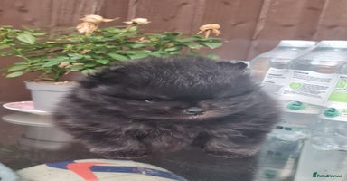 Pomeranian dogs - Advert 1
