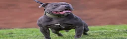 Staffordshire Bull Terrier dogs for sale: Beautiful Blue Staffordshire Bull Terrier Pup - Advert 17