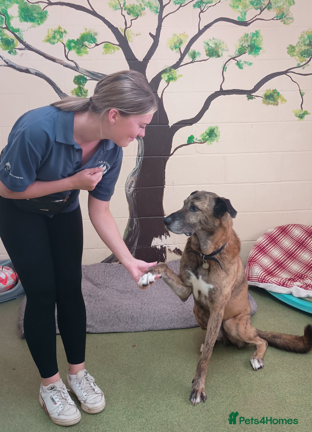 Mixed Breed dogs for adoption: Camel - Advert 5