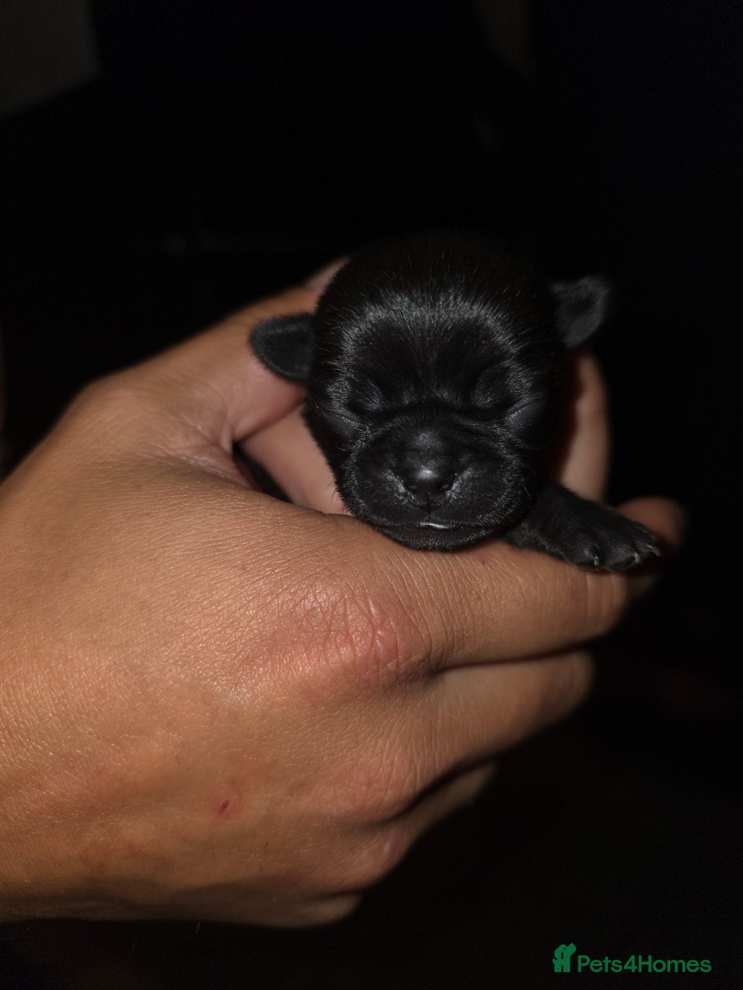 Pug dogs for sale: KC Pug puppies 4 girls 3 boys - Image 28
