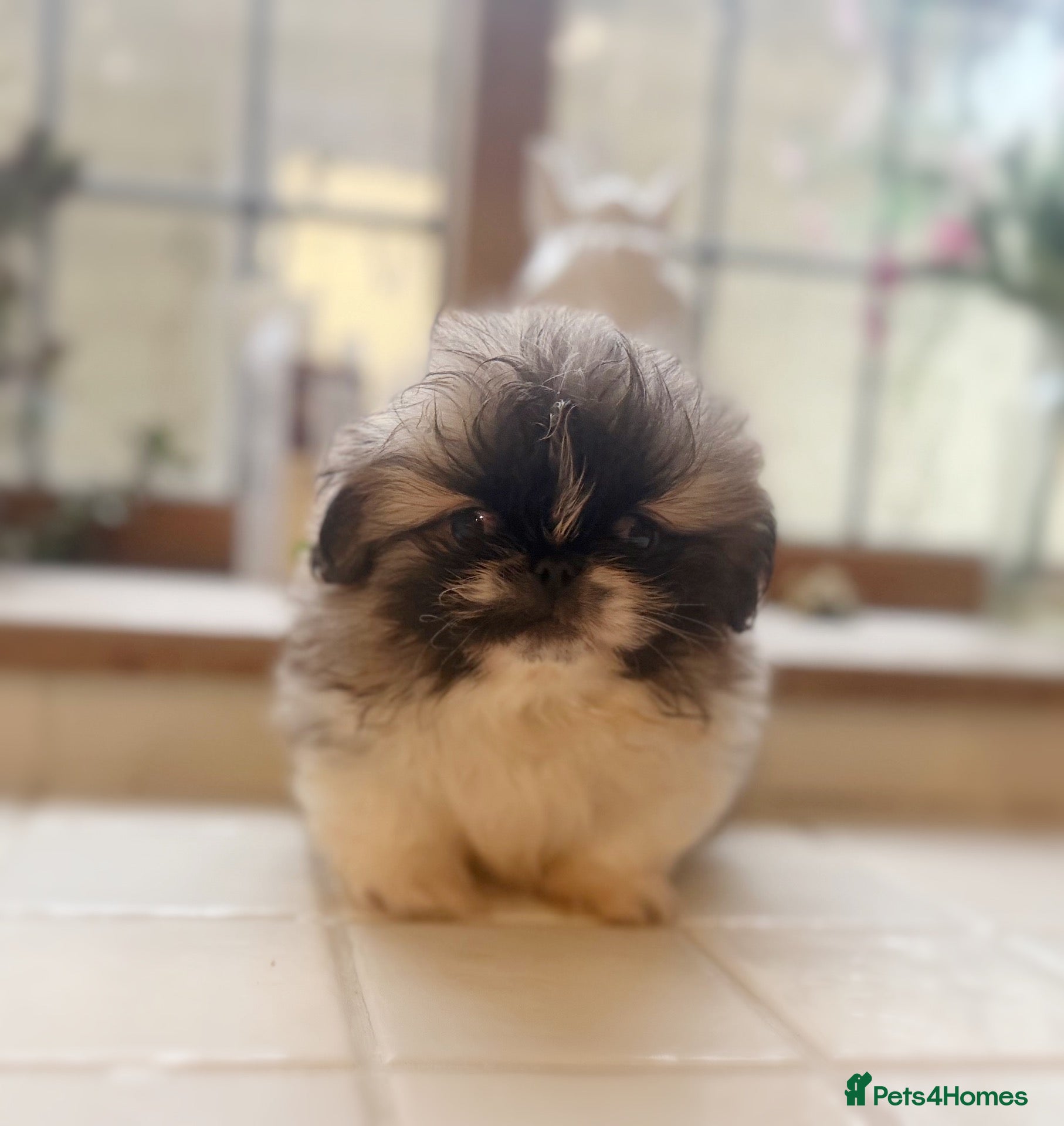 Pekingese dogs Stunning Pekingese puppies  - Advert 1