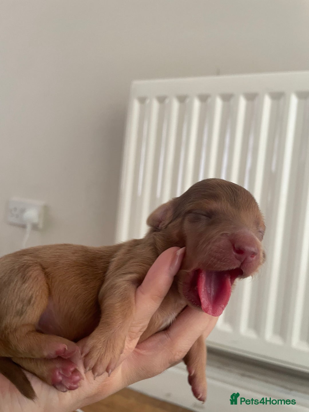 Miniature Dachshund dogs for sale: Long haired dachshund puppies   - Image 4