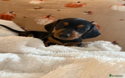 Miniature Dachshund dogs for sale: Top quality Miniature dachshund puppies. - Image 5
