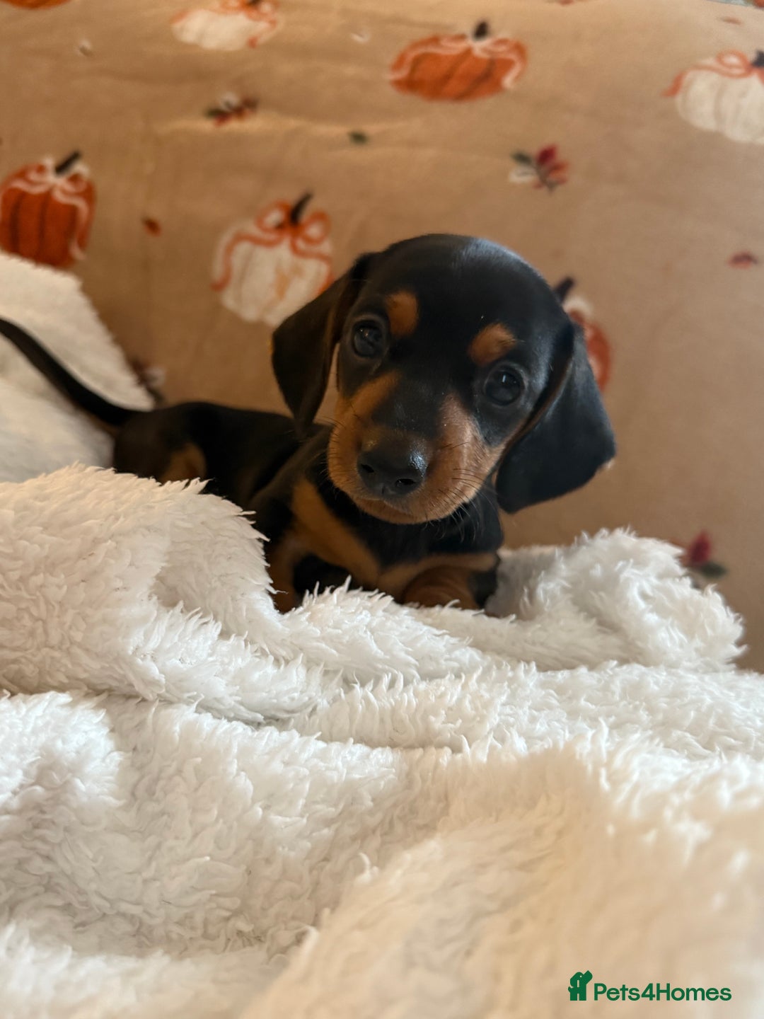 Miniature Dachshund dogs for sale: Top quality Miniature dachshund puppies. - Image 5