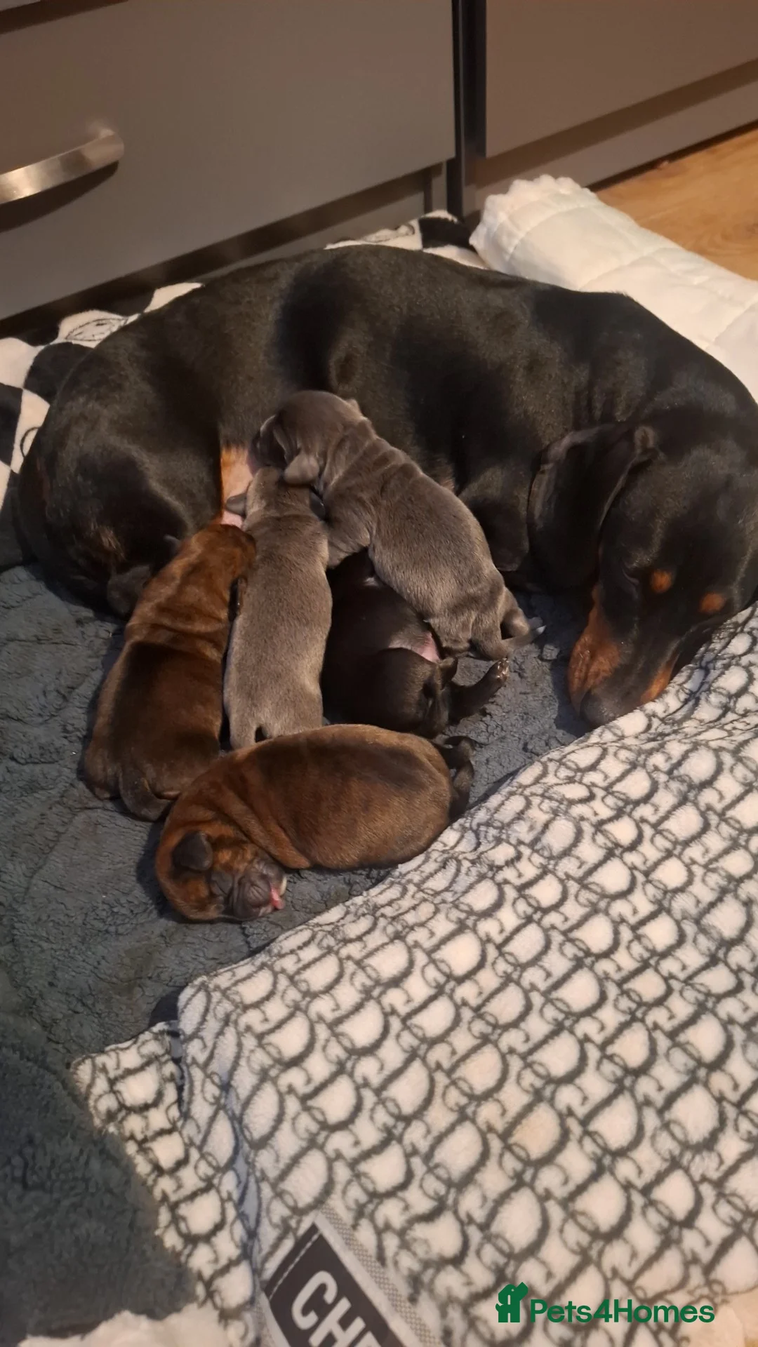 Mixed Breed dogs for sale: Litter of 5 beautiful puppies - Advert 2