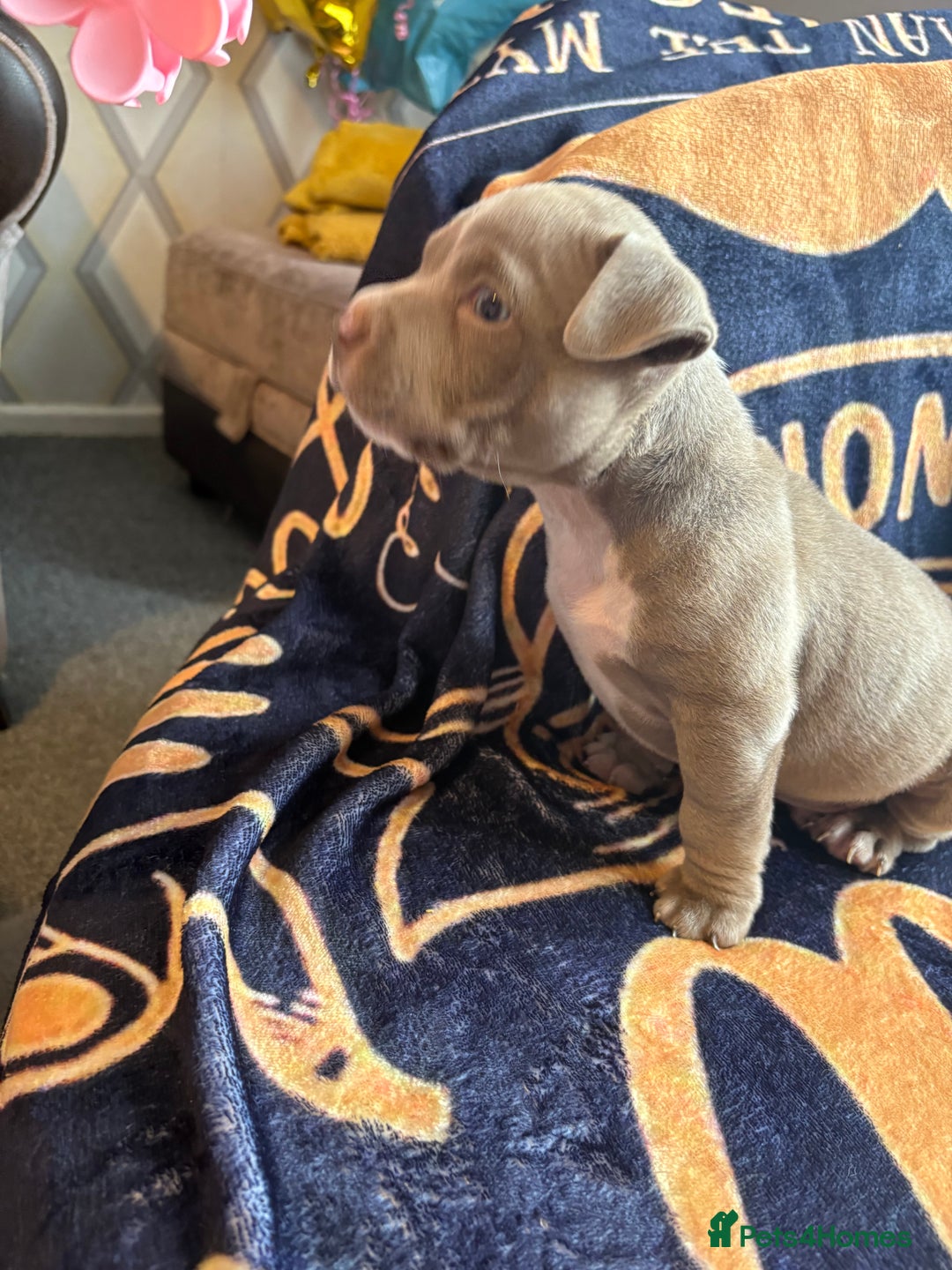 American Bully dogs for sale: American pocket bully  - Image 2