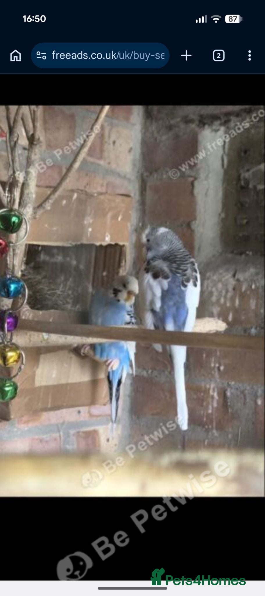 Budgerigars birds  blue and white female budgies  - Advert 1