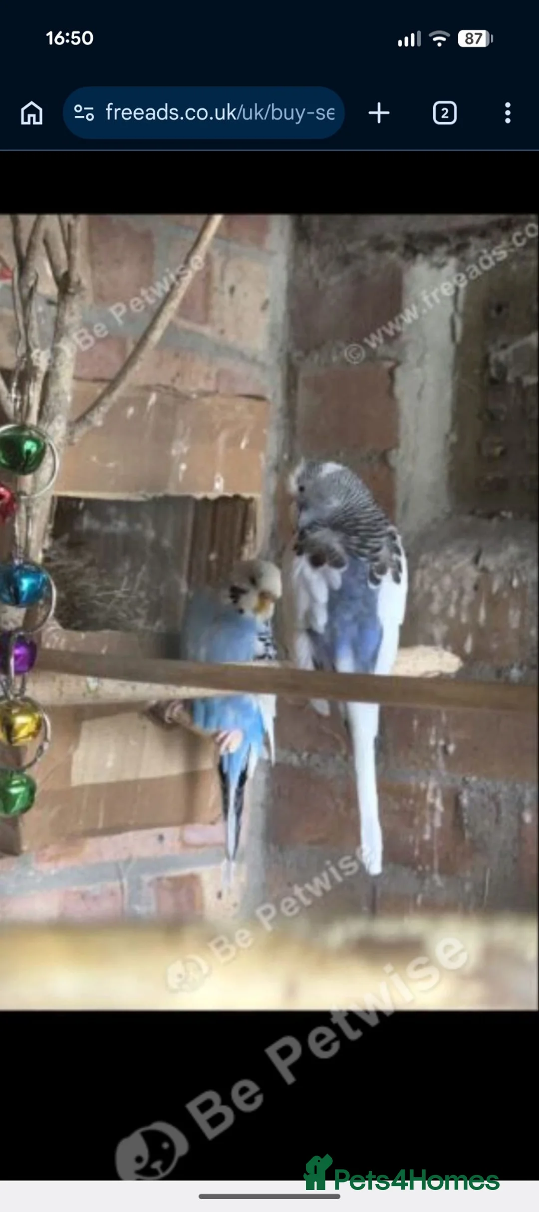 Budgerigars birds for sale:  blue and white female budgies  in Potters Bar - Advert 1