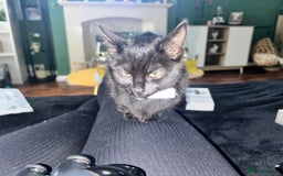 Mixed Breed cats for sale: 2 stunning girls - Image 4