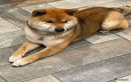 Japanese Shiba Inu dogs for sale: Curfts Qualified Stud For Sale - Very Experienced - Image 6