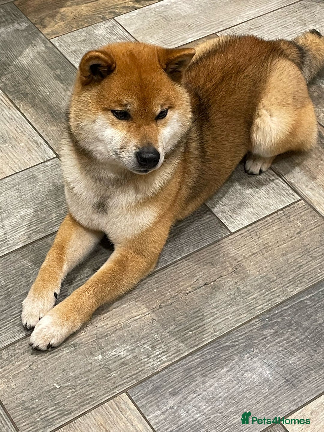 Japanese Shiba Inu dogs for sale: Curfts Qualified Stud For Sale - Very Experienced - Image 6