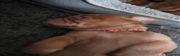 Dogue De Bordeaux dogs for sale: Gorgeous douge de bourdeaux puppies - Advert 3