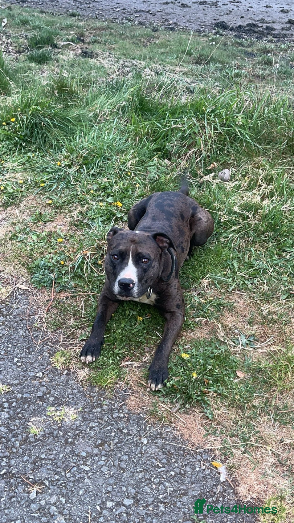 Mixed Breed dogs 3 year old male staffy cross for sale  - Advert 1