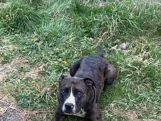 Mixed Breed dogs 3 year old male staffy cross for sale - Advert 5