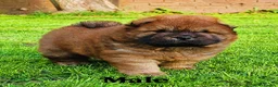 Chow Chow dogs for sale: Crufts and European champions litter  - Advert 19