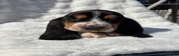 Basset Hound dogs for sale: KC bassets now ready to leave  - Advert 10