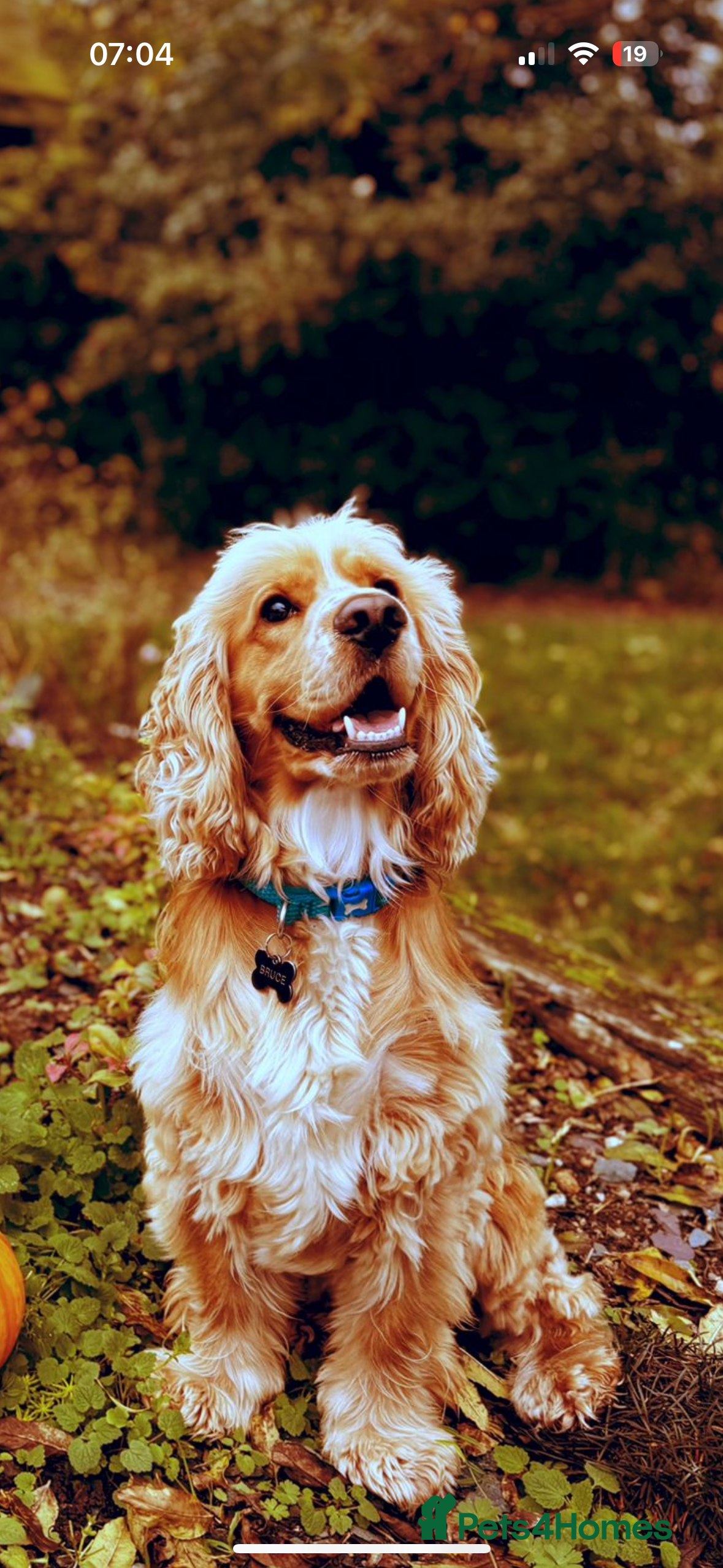 Cocker Spaniel dogs SHOW cocker spaniel stud  in Basildon - Advert 20