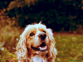 Cocker Spaniel dogs for stud: SHOW cocker spaniel stud in Basildon - Advert 1