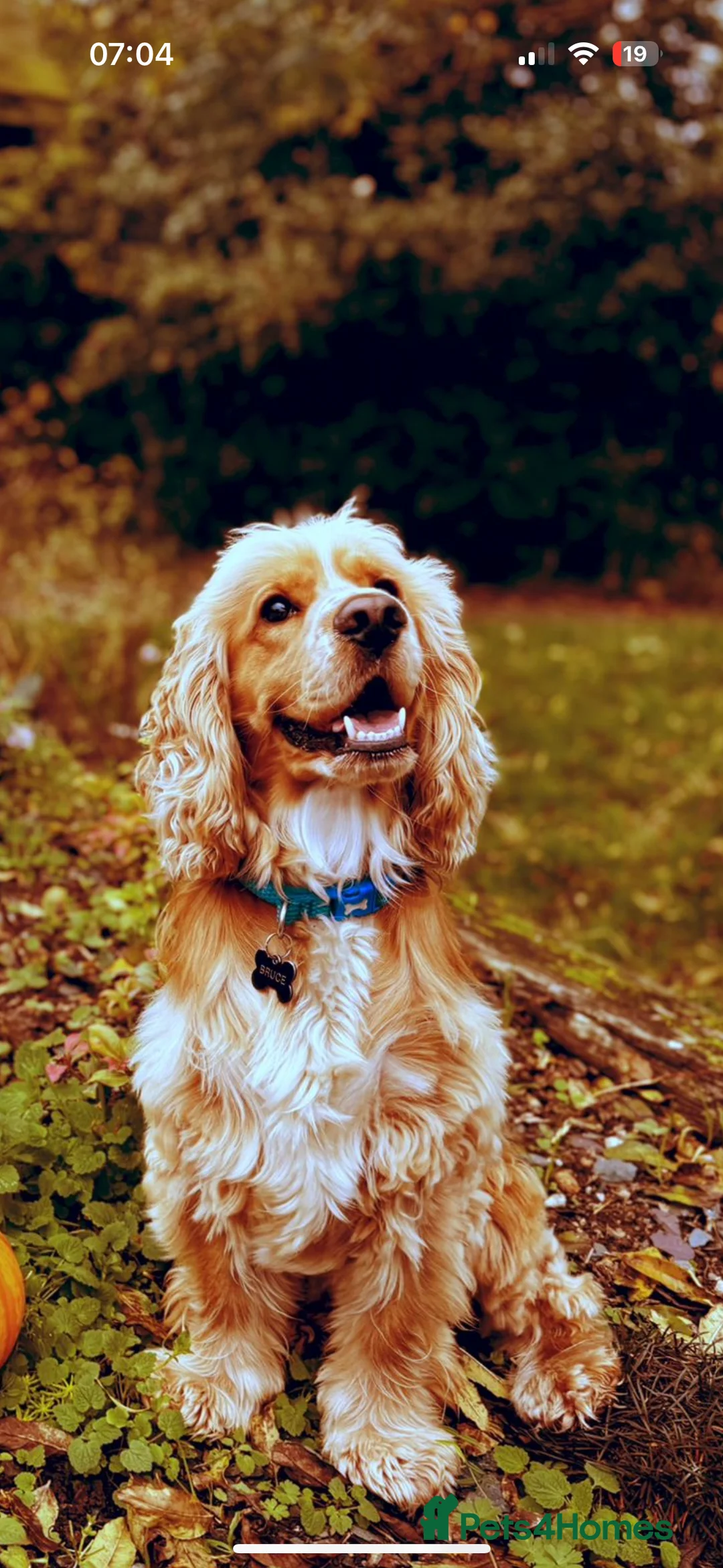 Cocker Spaniel dogs for stud: SHOW cocker spaniel stud  - Advert 1