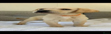 Golden Retriever 2