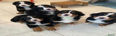 Bernese Mountain Dog Puppy 2