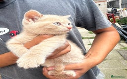 British Shorthair cats for sale: X BSH kittens - Image 7