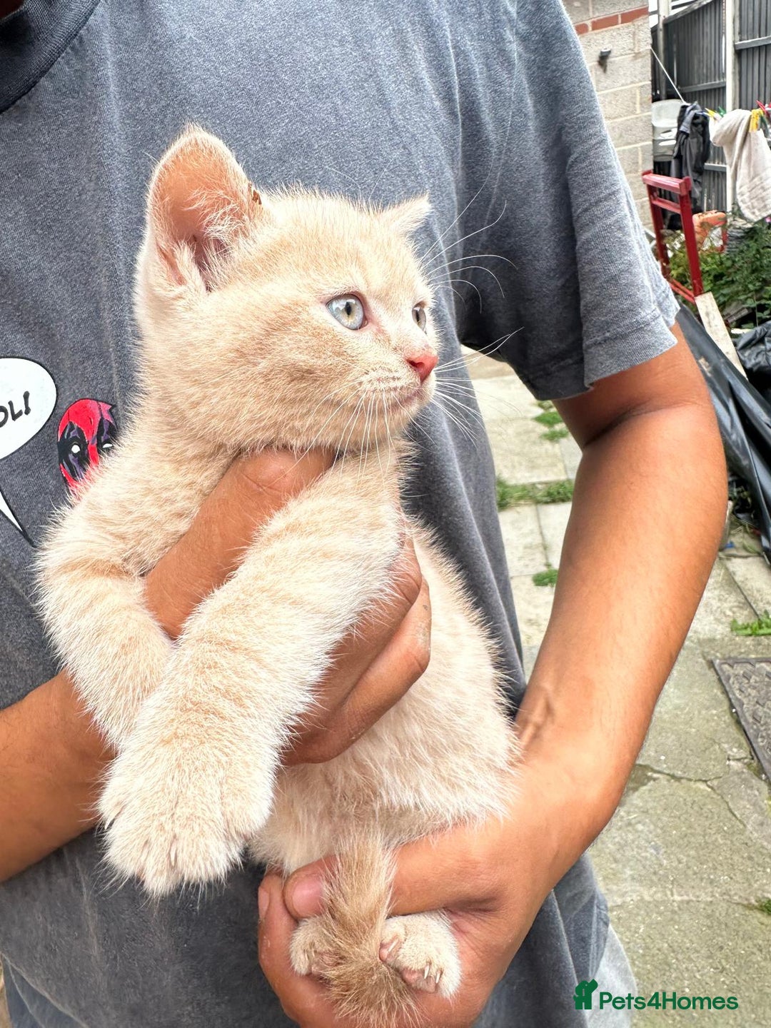British Shorthair cats for sale: X BSH kittens - Image 7
