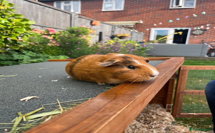 Guinea Pig rodents - Advert 16