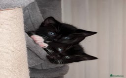 Mixed Breed cats for sale: 2 adorable boys READY TO GO - Image 10