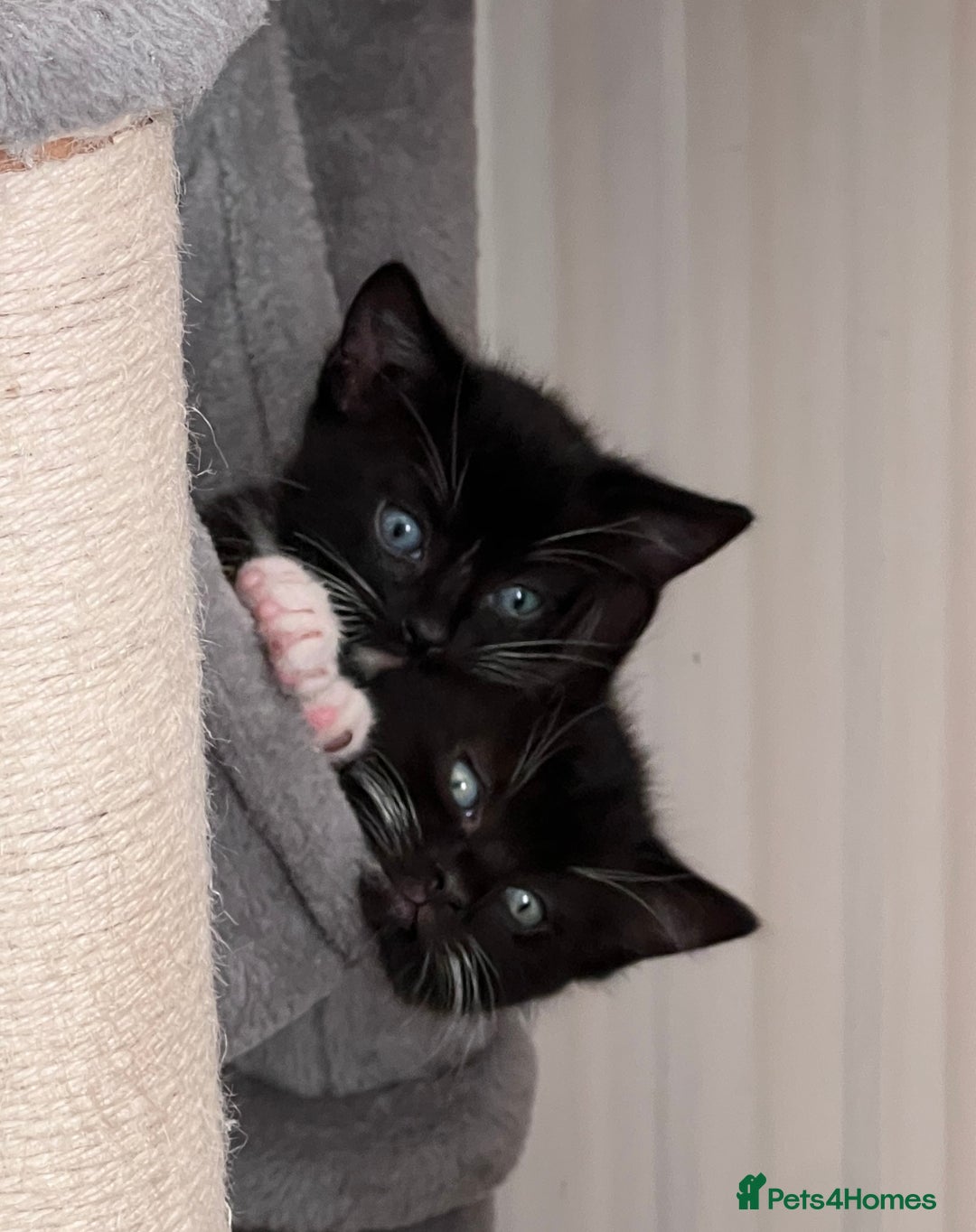 Mixed Breed cats for sale: 2 adorable boys READY TO GO - Image 10