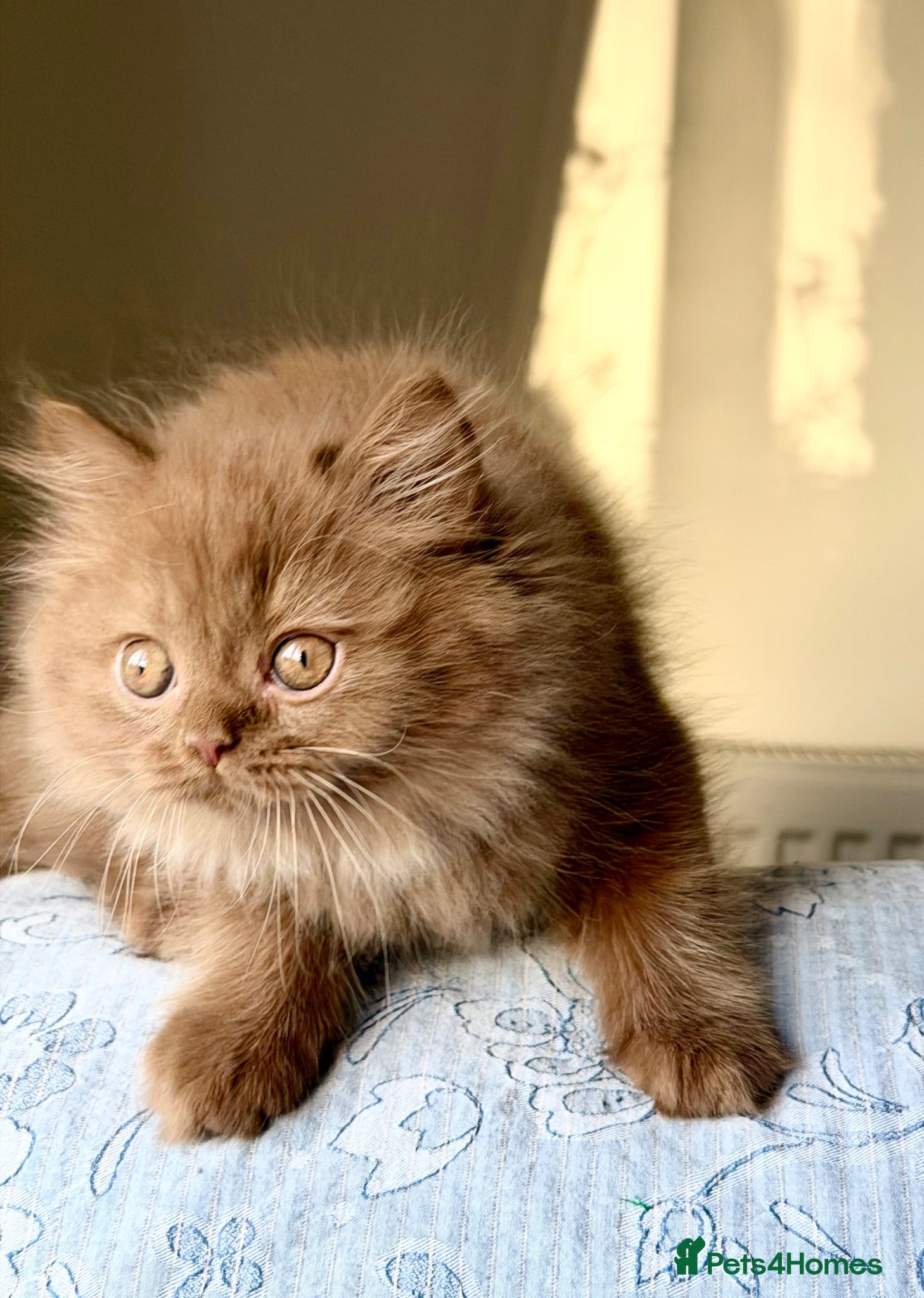 British Longhair cats Beautiful Cinnamon girls TICA registered  - Advert 4
