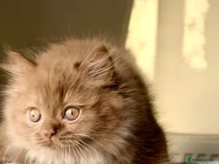 British Longhair cats Beautiful Cinnamon girls TICA registered - Advert 1