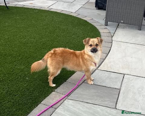 Mixed Breed dogs Meet Little Johnny - Advert 2