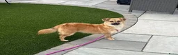 Mixed Breed dogs for adoption: Meet Little Johnny in Cleethorpes - Advert 1