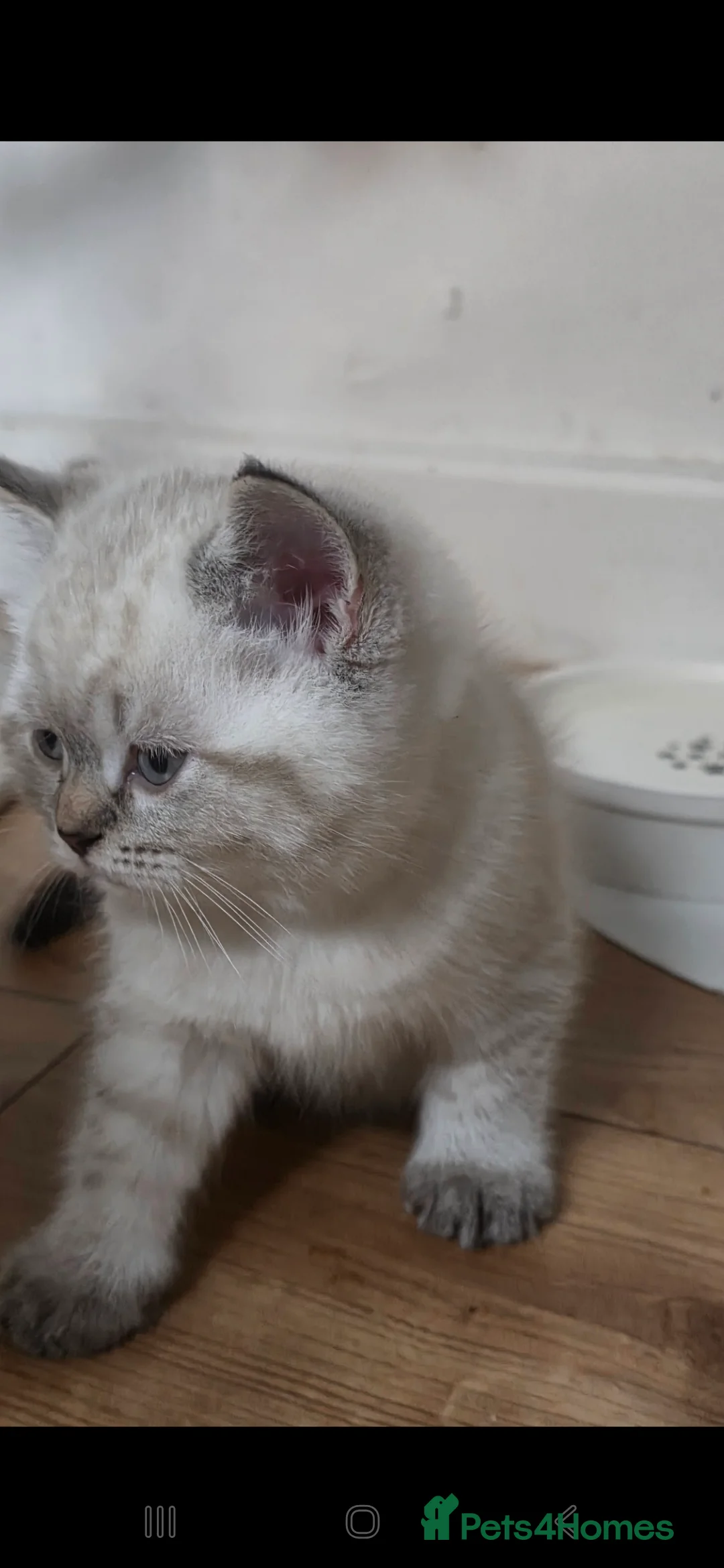 Mixed Breed cats for sale: Ragdoll cross British shorthair  - Advert 4