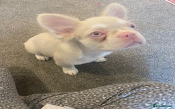 French Bulldog dogs for sale: Gorgeous Pink & Tan Fluffy Frenchie  - Image 1