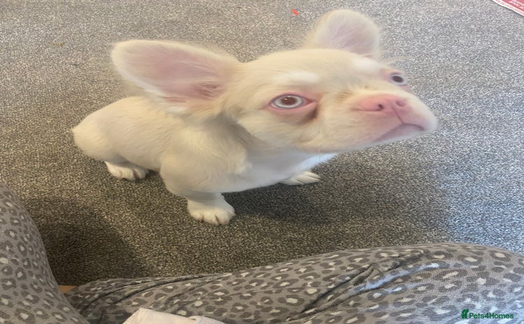 French Bulldog dogs - Advert 1