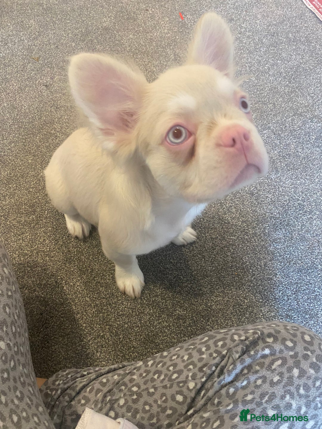 French Bulldog dogs for sale: Gorgeous Pink & Tan Fluffy Frenchie  - Image 1