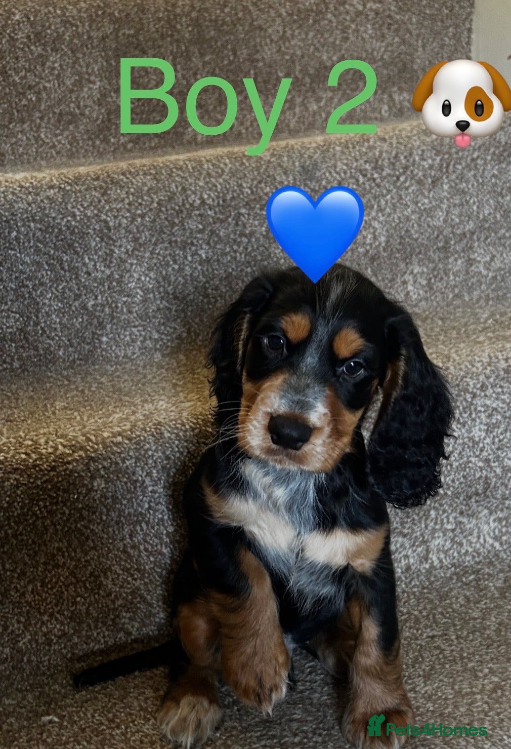 Cocker Spaniel dogs Stunning Cocker Spaniels Puppies’s 💖💙💖💙 - Advert 2