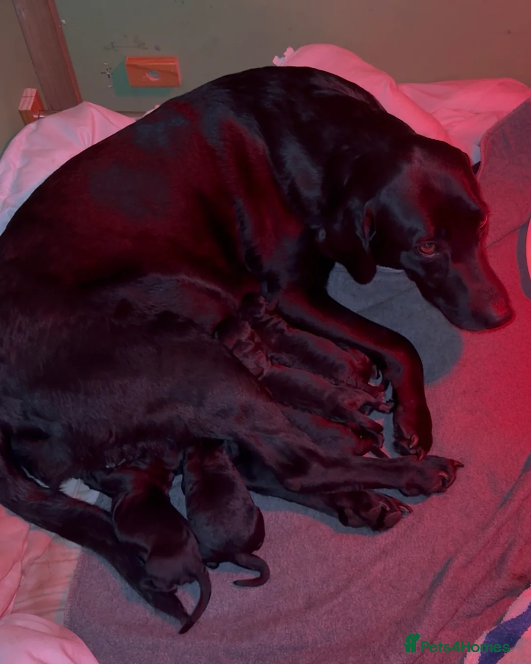 Labrador Retriever dogs for sale: 🐾 black lab puppies for sale 🐾 in Brechin - Advert 1