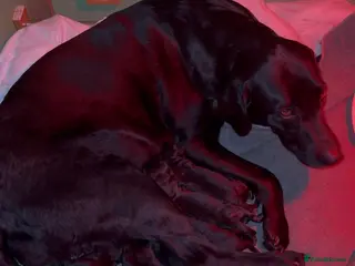 Labrador Retriever dogs 🐾 black lab puppies for sale 🐾 - Advert 1