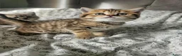 British Shorthair cats for sale: British Shorthair kittens!  - Advert 28